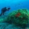 Marine Adventurer (PPB + DPV + Nitrox)