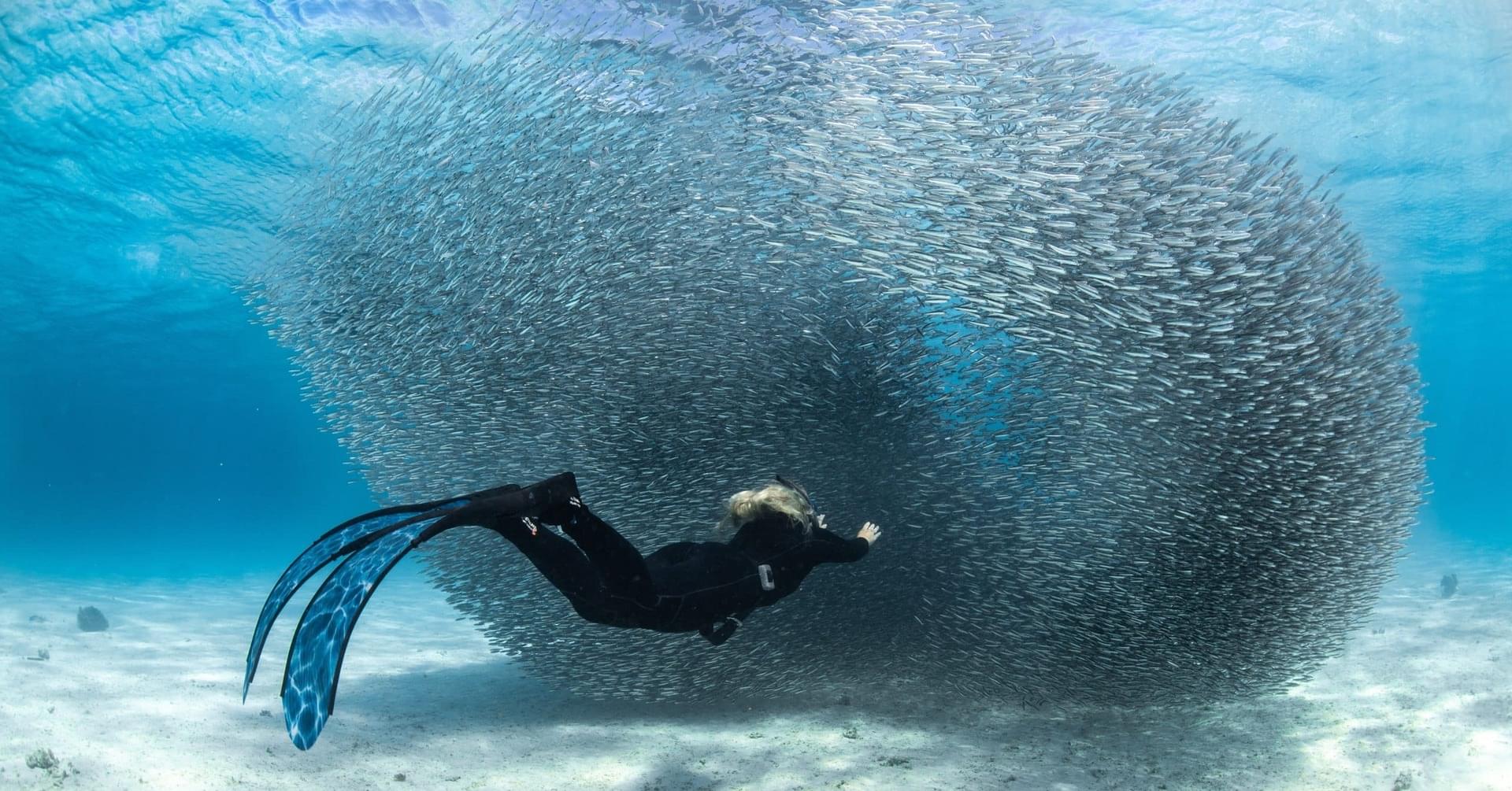 Diver-in-bait-ball-scaled-1.jpg
